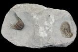 Rare, Red Thysanopeltis & Leonaspis Trilobites - Hmar Laghdad, Morocco #146769-1
